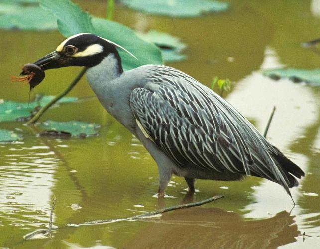 Photo of a yellow-crowned night-heron eating a crayfish.