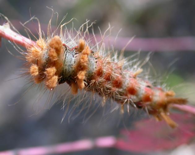 Yellow-haired dagger caterpillar on a stem