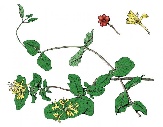 Illustration of yellow honeysuckle leaves, flowers, fruits.