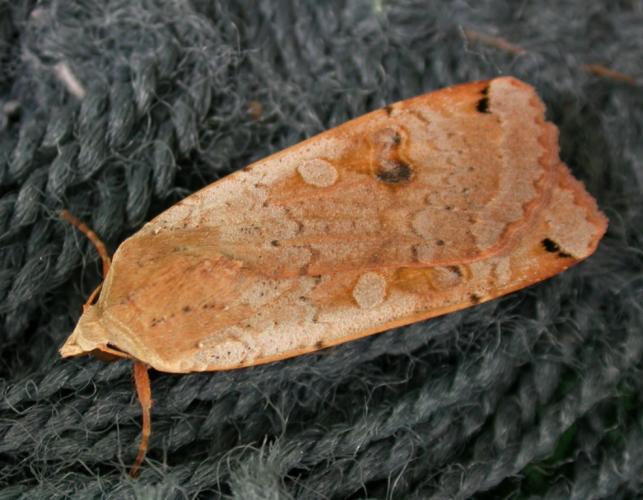 Yellow underwing moth resting on a fabric surface