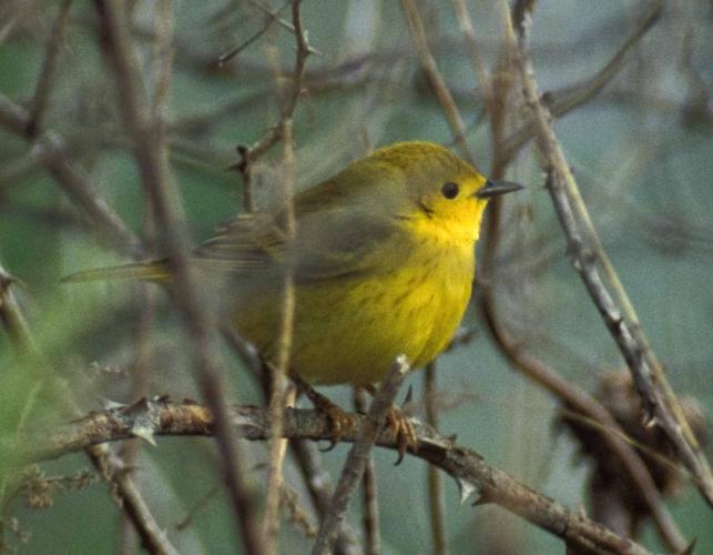 Photo of a male yellow warbler perched on a small branch.