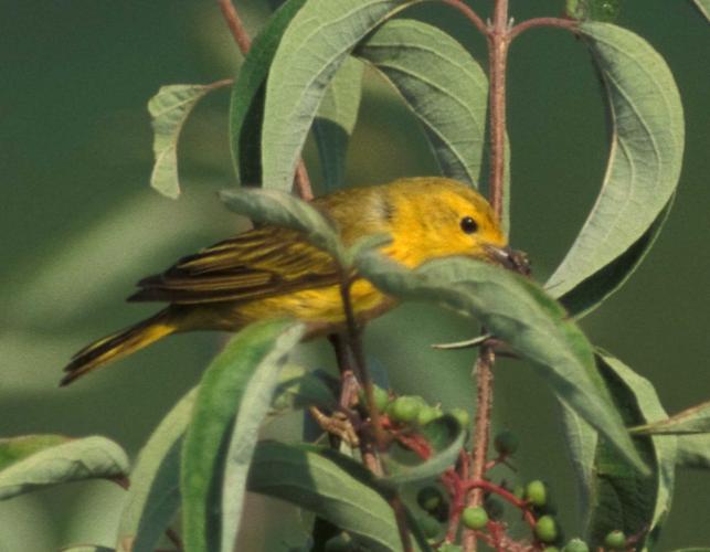 Photo of a male yellow warbler eating an insect.