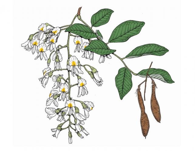 Illustration of yellowwood leaves, flowers, fruit