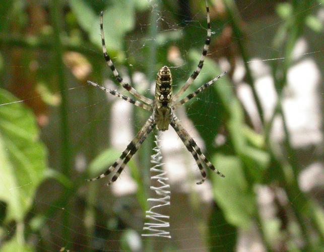 Photo of a young female black-and-yellow garden spider in web