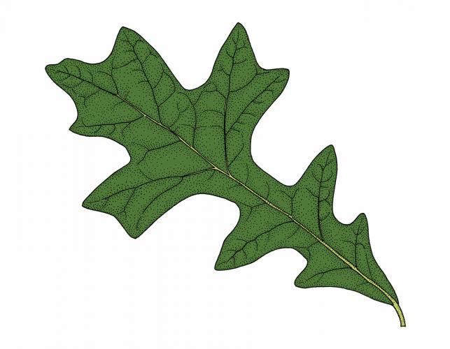 Illustration of overcup oak leaf.