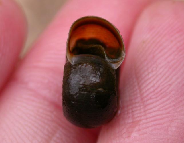 Photo of a ramshorn snail, held in a hand, showing aperture of shell.