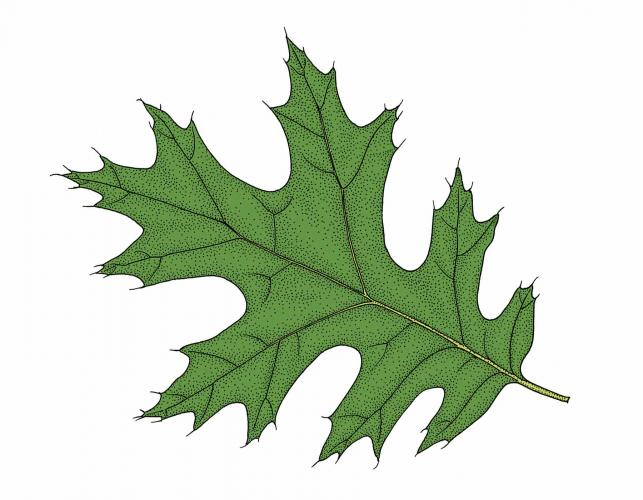 Illustration of scarlet oak leaf.
