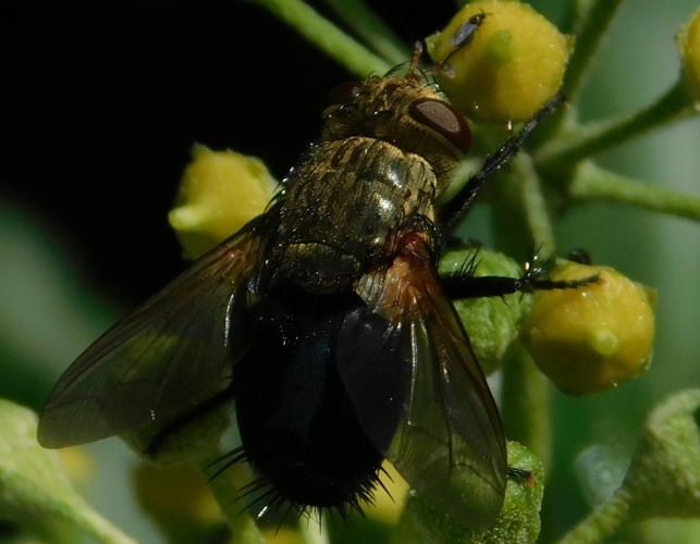 Closeup of a tachinid fly on a flower, with the subscutellum visible