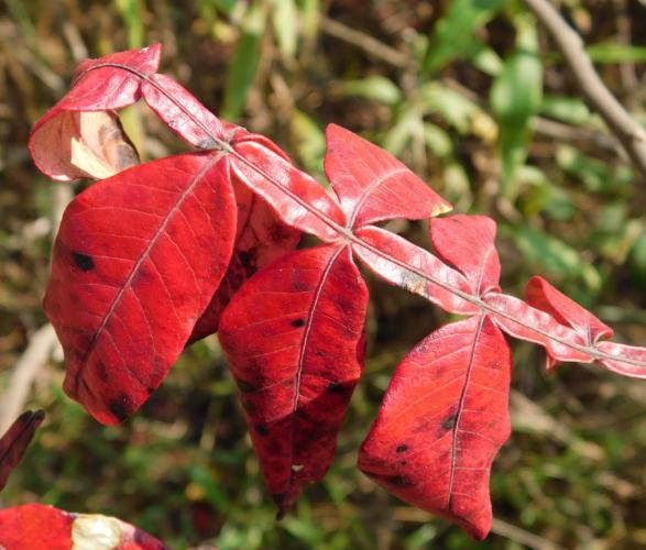 Photo of winged sumac compound leaves showing wings and red fall color