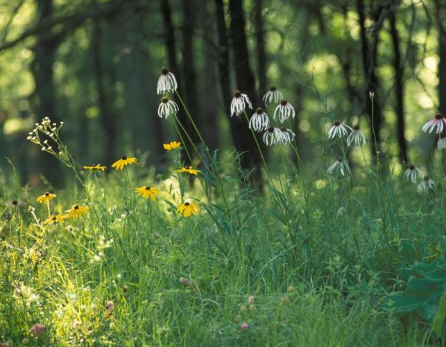 Photo of coneflowers and black-eyed susans amid warm-season grasses with trees in background