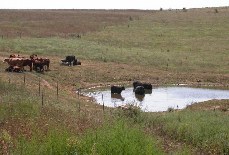 Photo of a small farm pond with several cattle, some in the pond