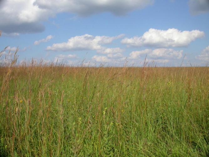 Photo of Friendly Prairie, showing grassland, blue sky, and silvery clouds