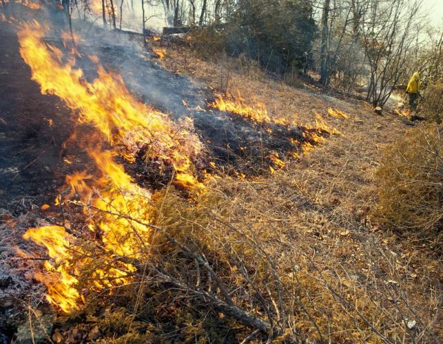 Photo of burning undergrowth during a controlled burn at Spring Creek Gap Glades NA