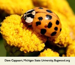 Multicolored Asian lady beetle on a flower