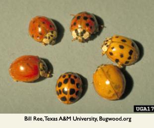 photo of different color patterns of multicolored Asian lady beetles
