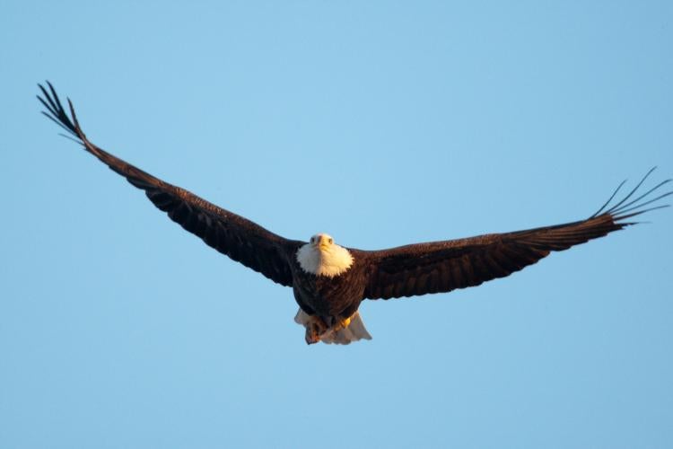 A bald eagle flies over the Mississippi River