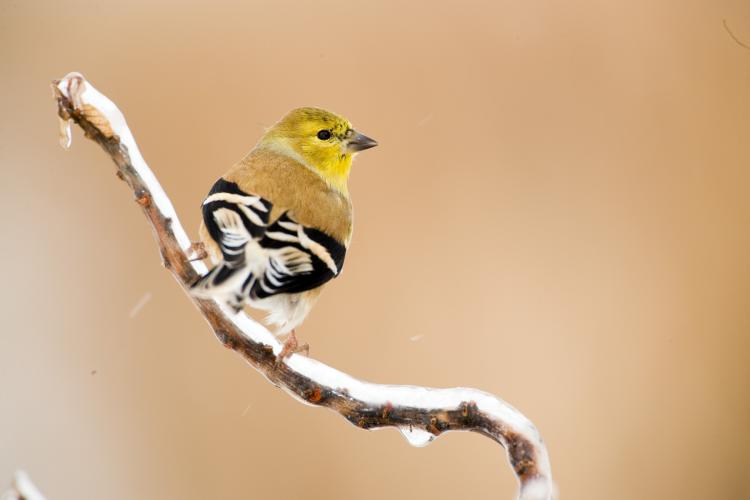 photo of an American goldfinch perched on a tree branch covered by ice