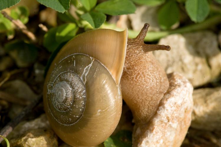 Photo of a land snail crawling on a rock.