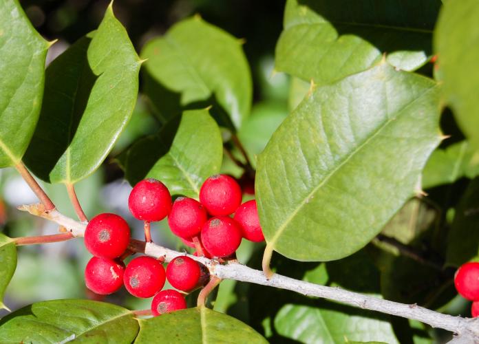 Bright red berries on a branch with holly leaves