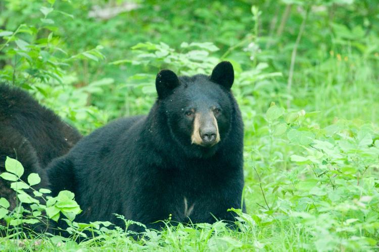 Photo of a female American black bear