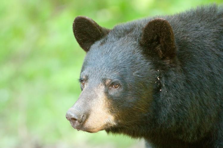 Photo of a female American black bear