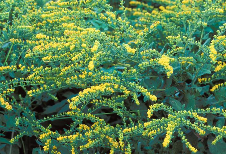 Photo of Ozark goldenrod, or cliff goldenrod, plant with flowers