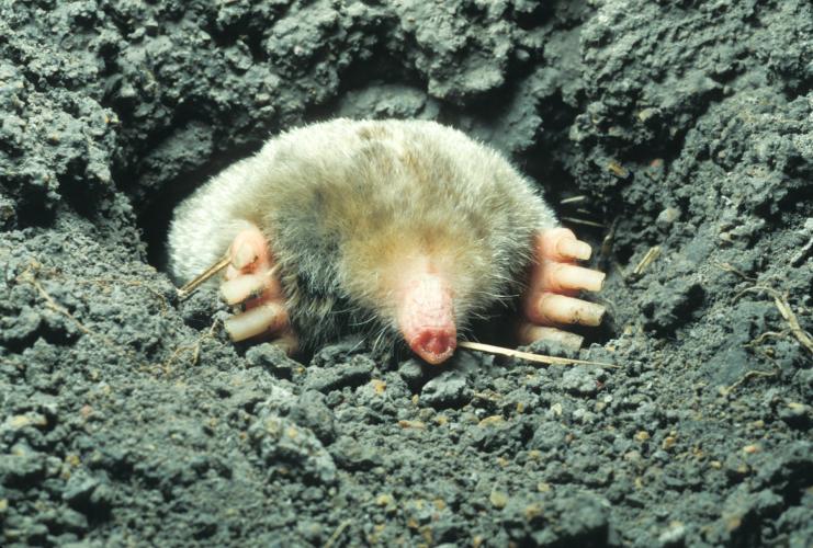 a mole emerges from its hole