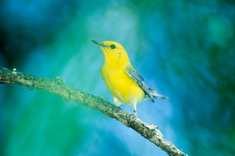 Image of a prothonotary warbler