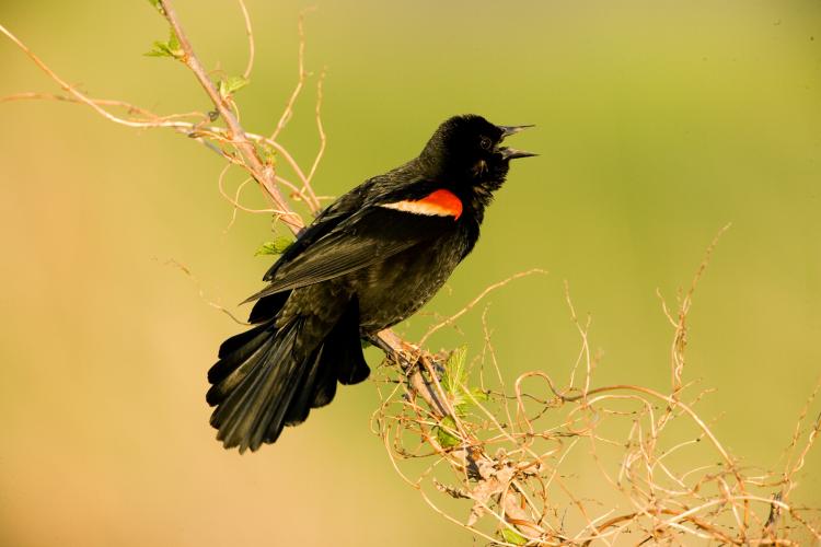 Photo of a male red-winged blackbird singing