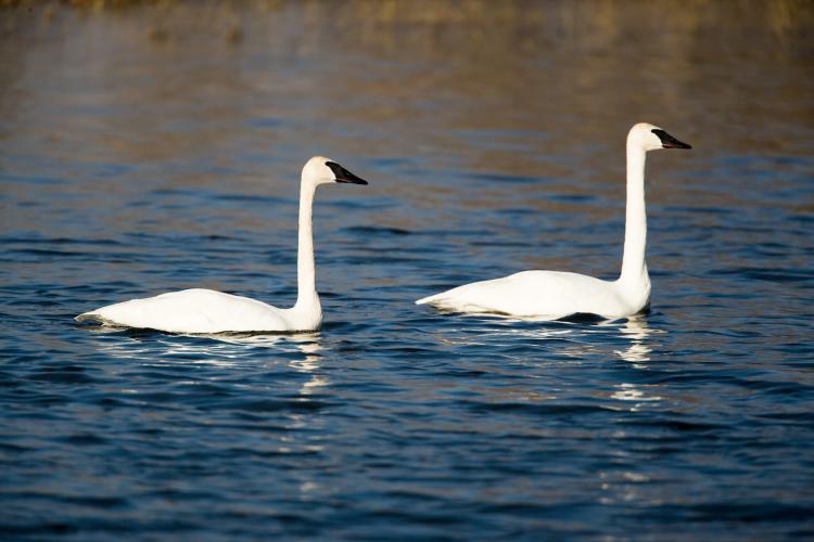 Photo of two trumpeter swans on water