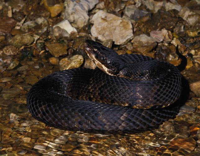 Image of a northern cottonmouth