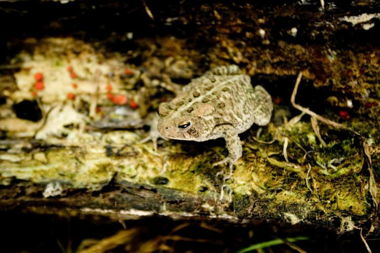 Image of Rocky Mountain toad