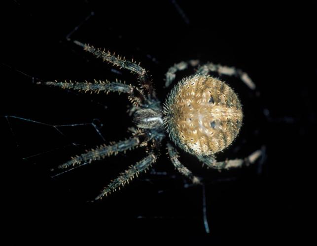 Photo of a spotted orbweaver or barn spider, Neoscona crucifera, with black background