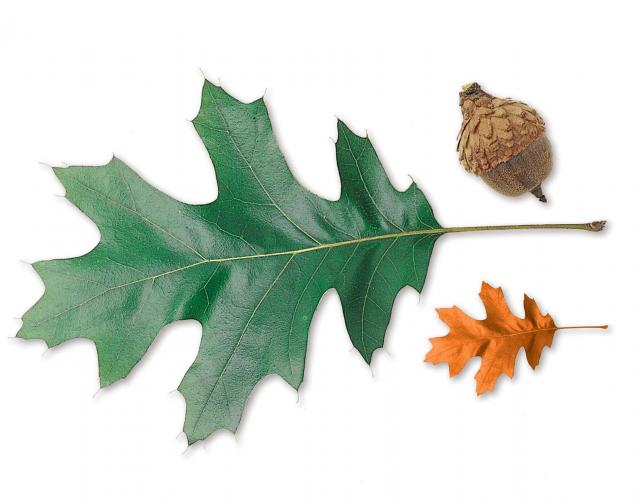 Image of a black oak leaf
