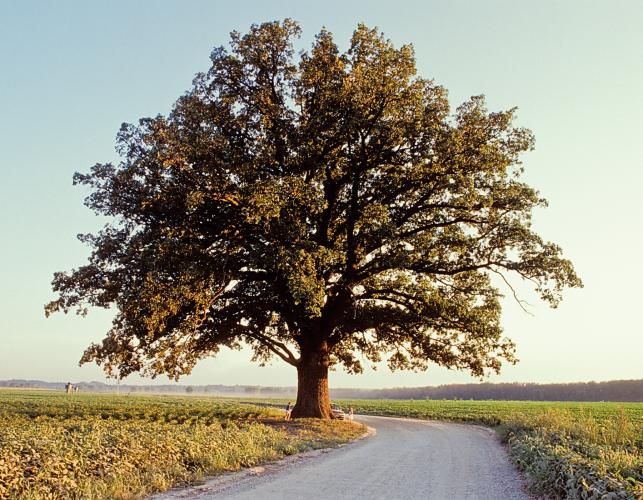 bur oak tree