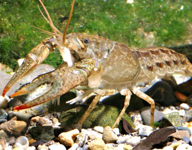 Photo of a papershell crayfish, also called calico crayfish.