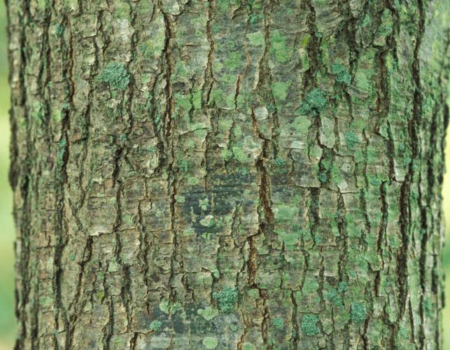Image of a cherrybark oak bark