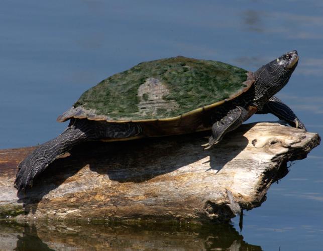 Image of a northern map turtle