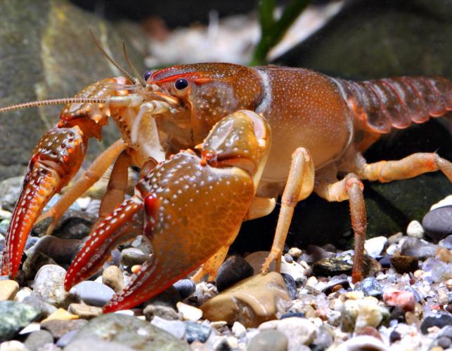 Photo of a devil crayfish.