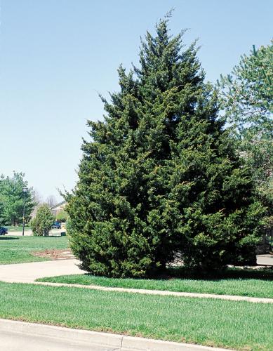 Photo of an eastern red cedar.