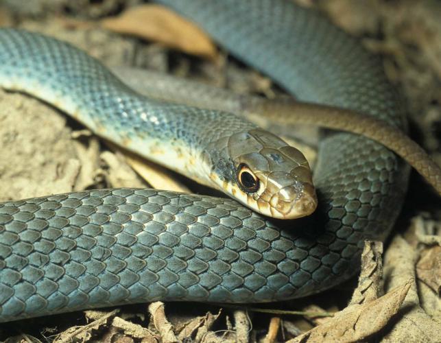Photo of an eastern yellow-bellied racer, closeup of head.