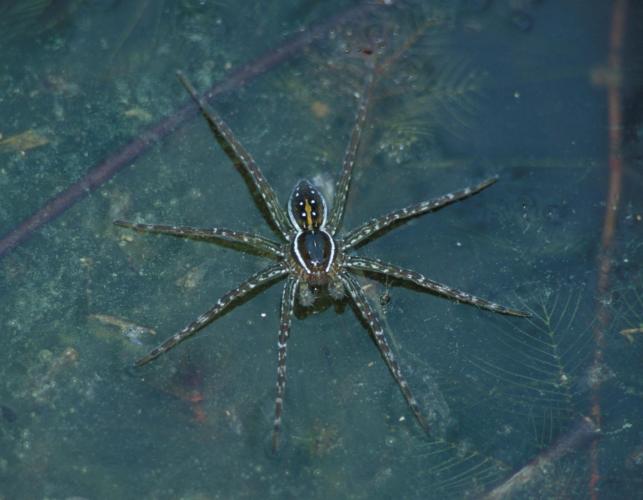 Image of a fishing spider