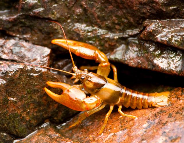 Photo of a golden crayfish.