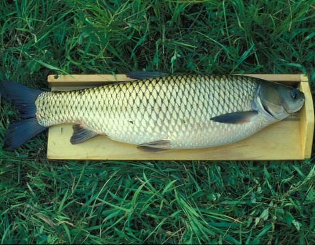 Image of a grass carp