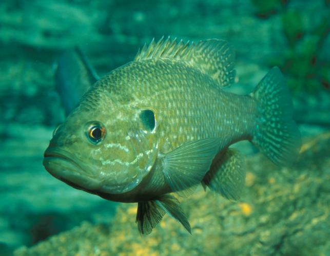 Image of a green sunfish