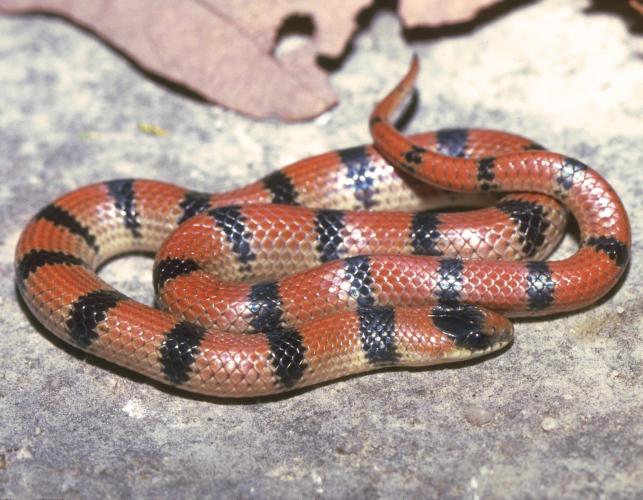 Image of a variable groundsnake