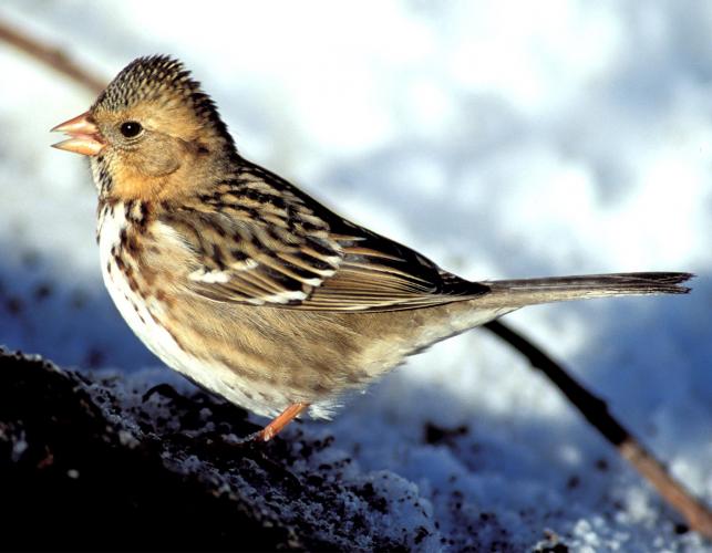 Photo of an immature harris's sparrow