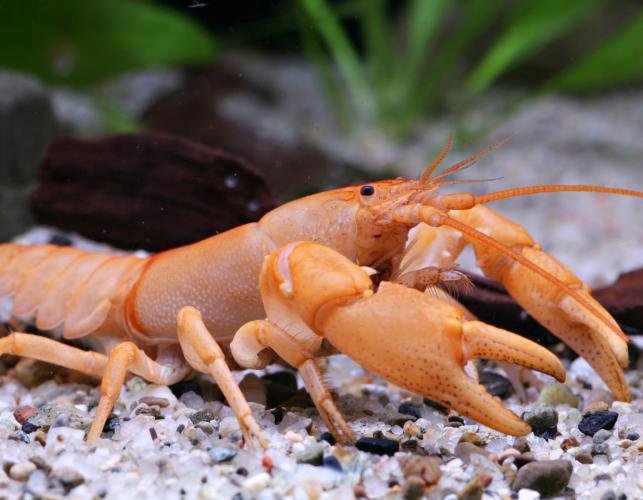 Photo of Hubbs' crayfish.