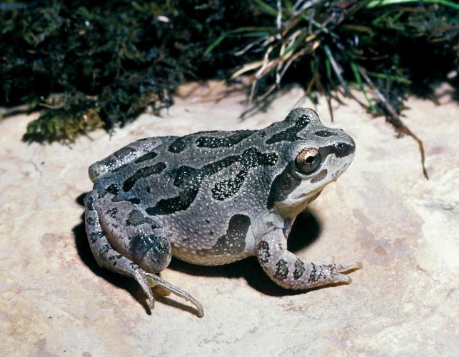 Image of an illinois chorus frog