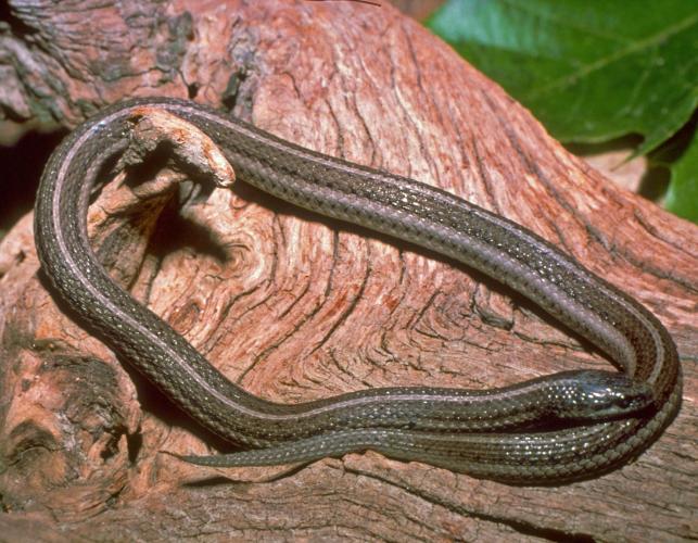 Image of a lined snake